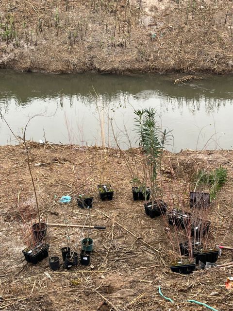 Beniel avanza en la recuperación del bosque de ribera en el Río Segura